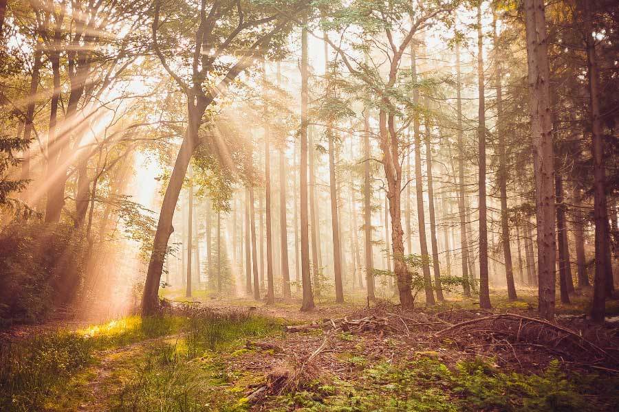 电竞新秀联赛落幕，年轻战队斩获首冠创佳绩